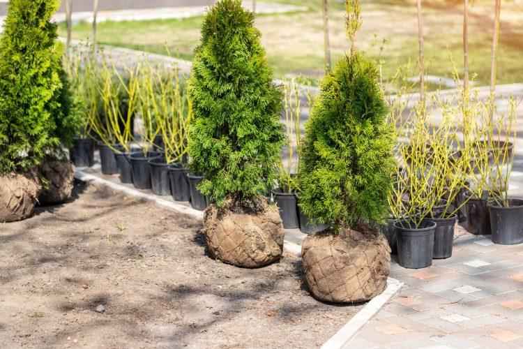 nursery industry image nursery industry products